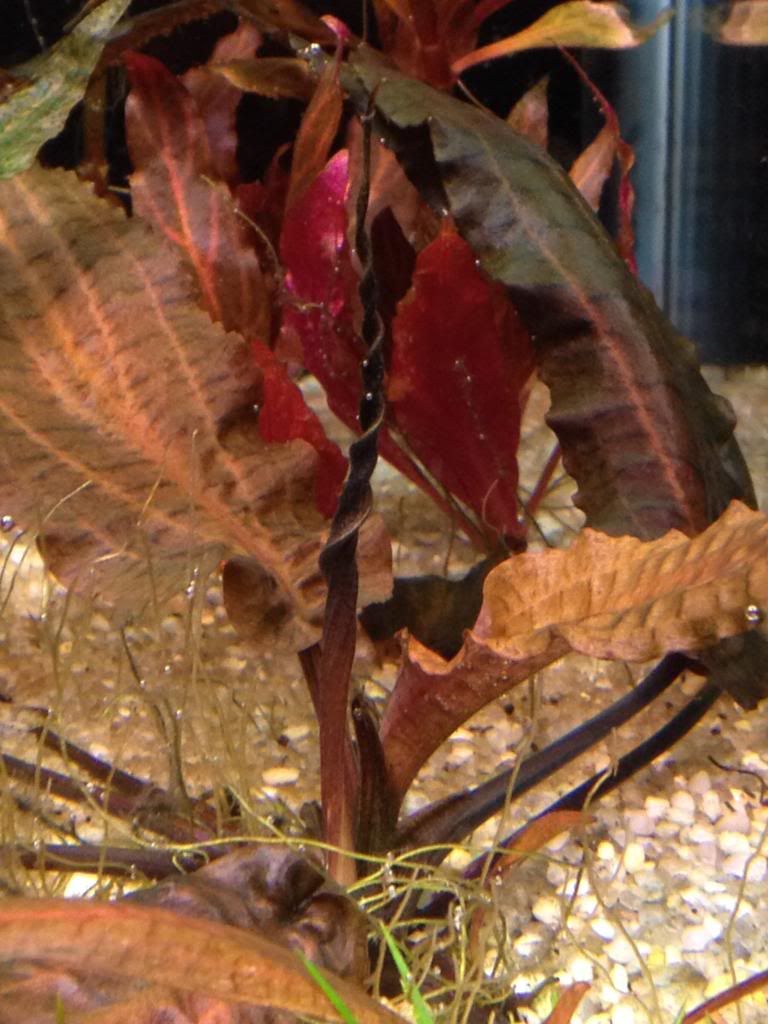 Cryptocoryne Affinis Metallic Red Spathe Timeline Cryptocorynes